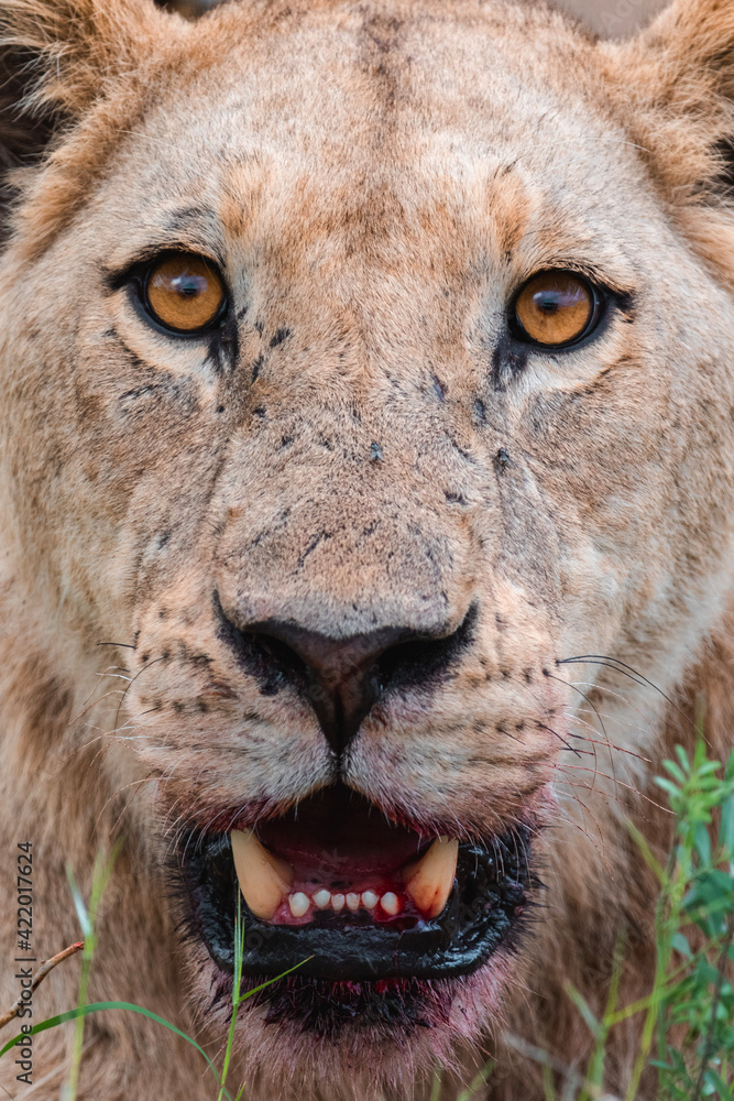 Fototapeta premium african lion cub