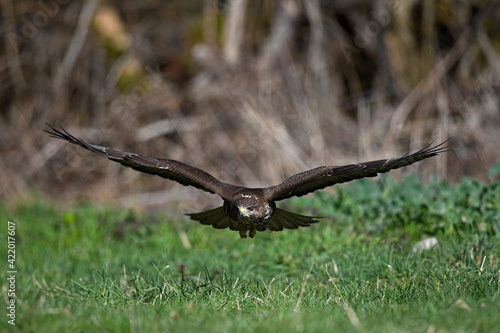 fliegender Mäusebussard (Buteo buteo) // flying Common Buzzard (Buteo buteo) photo