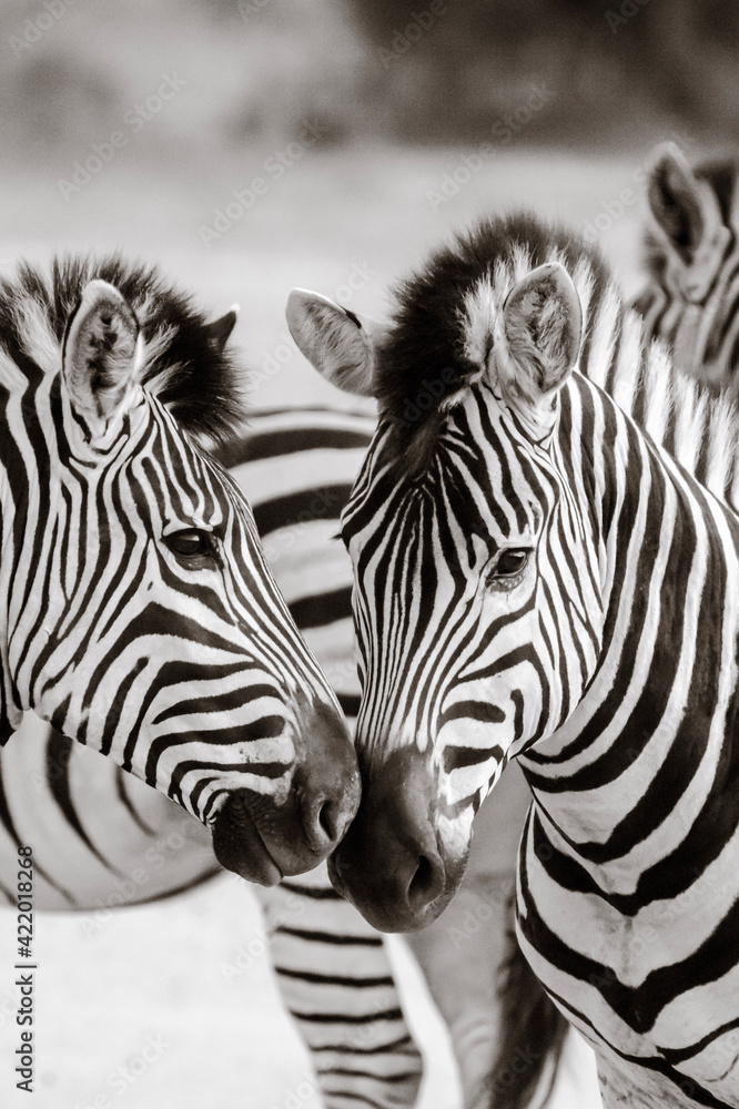 Fototapeta premium zebras in zoo