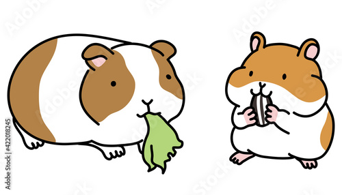 モルモットとハムスターの比較イラスト