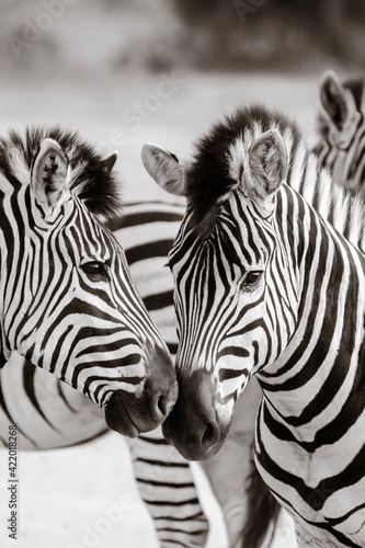 zebras in zoo