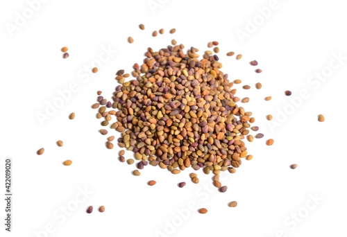 Seed Melilotus, known as melilot, sweet clover and kumoniga. Isolated