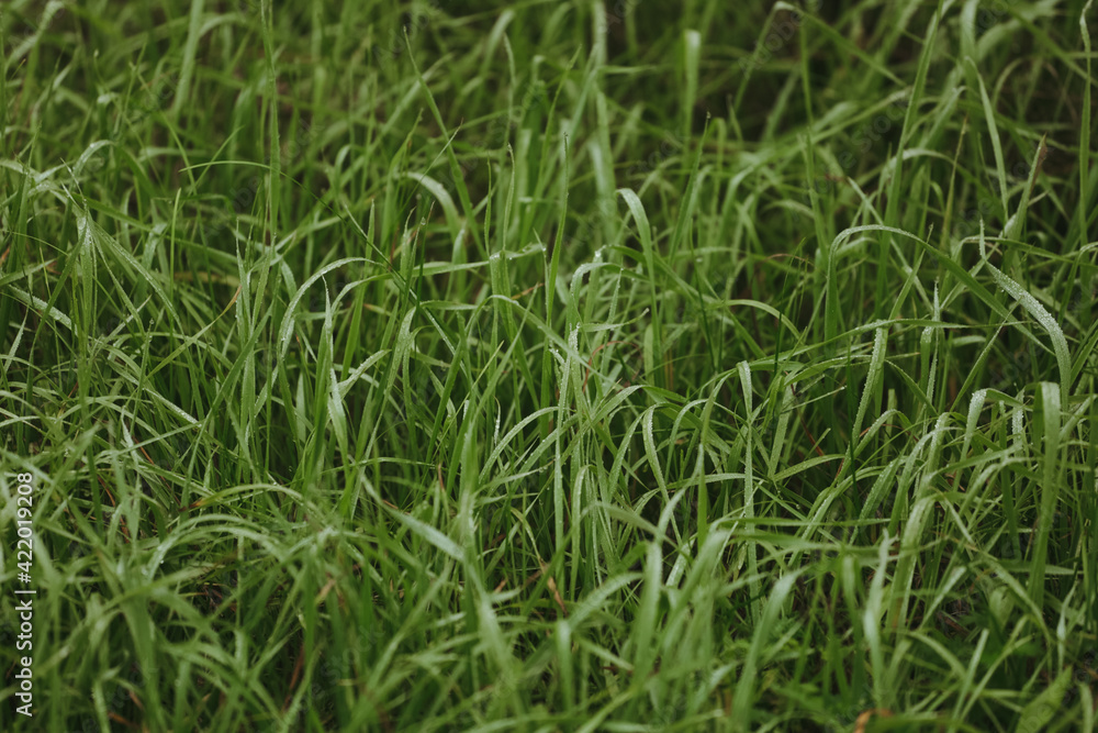 green fresh grass carpet. waiting for the spring. High quality photo green fresh grass carpet. waiting for the spring. High quality photo