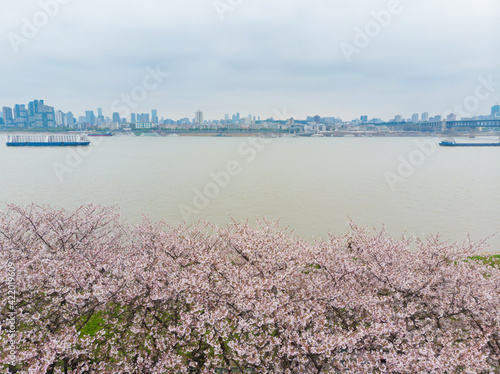Canvas Print Cherry Blossoms in Hanyang Qingchuan Pavilion, Wuhan, Hubei