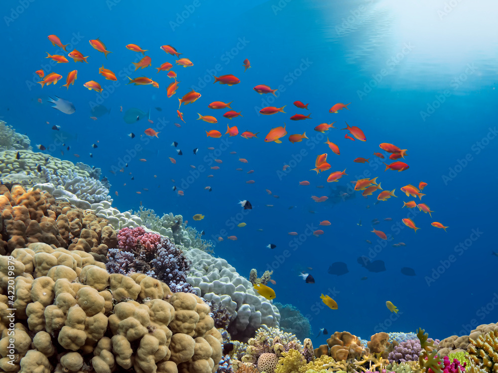 Fototapeta premium School of Anthias Fish swallowtail seaperch near coral reef in Red Sea