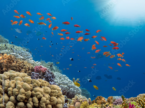 School of Anthias Fish swallowtail seaperch near coral reef in Red Sea