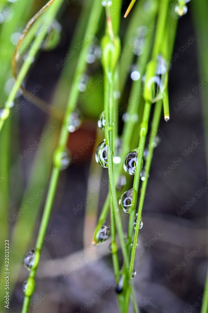 Obraz premium water drops on grass