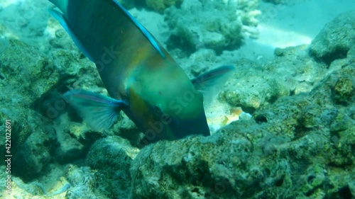 Close up portrait of Parrotfish feeds on the coral reef. Bullethead Parrotfish (Chlorurus sordidus). Underwater life in the ocean (4K-60pfs). photo