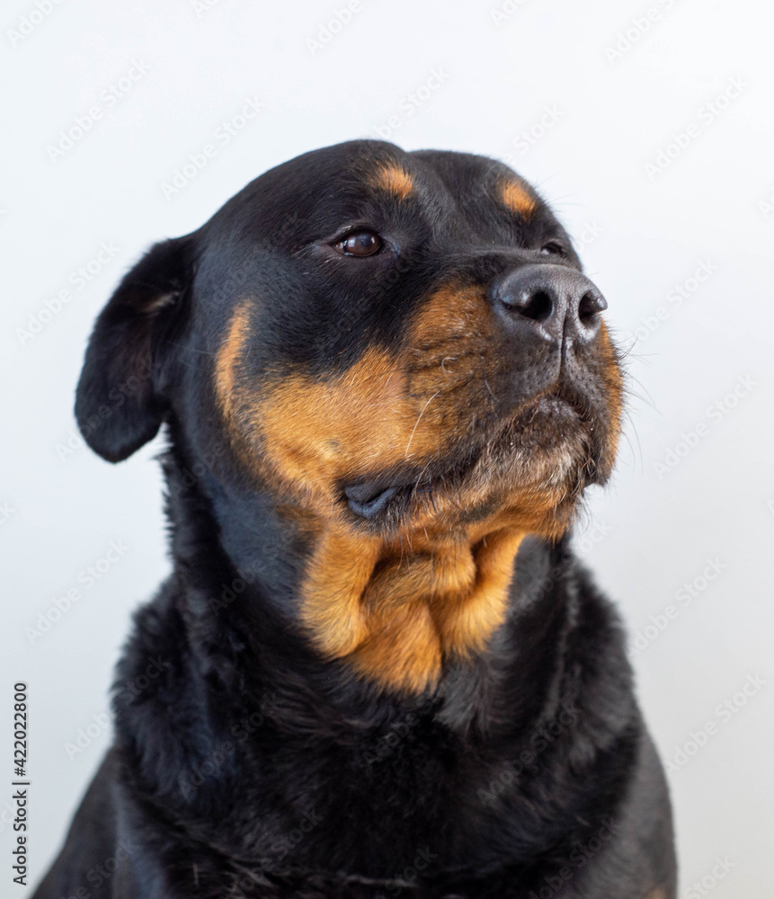 Fototapeta premium Un gran ejemplar de perro rottweiler hembra para proteccion