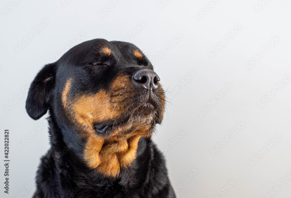 Un gran ejemplar de perro rottweiler hembra para proteccion Un gran ejemplar de perro rottweiler hembra para proteccion
