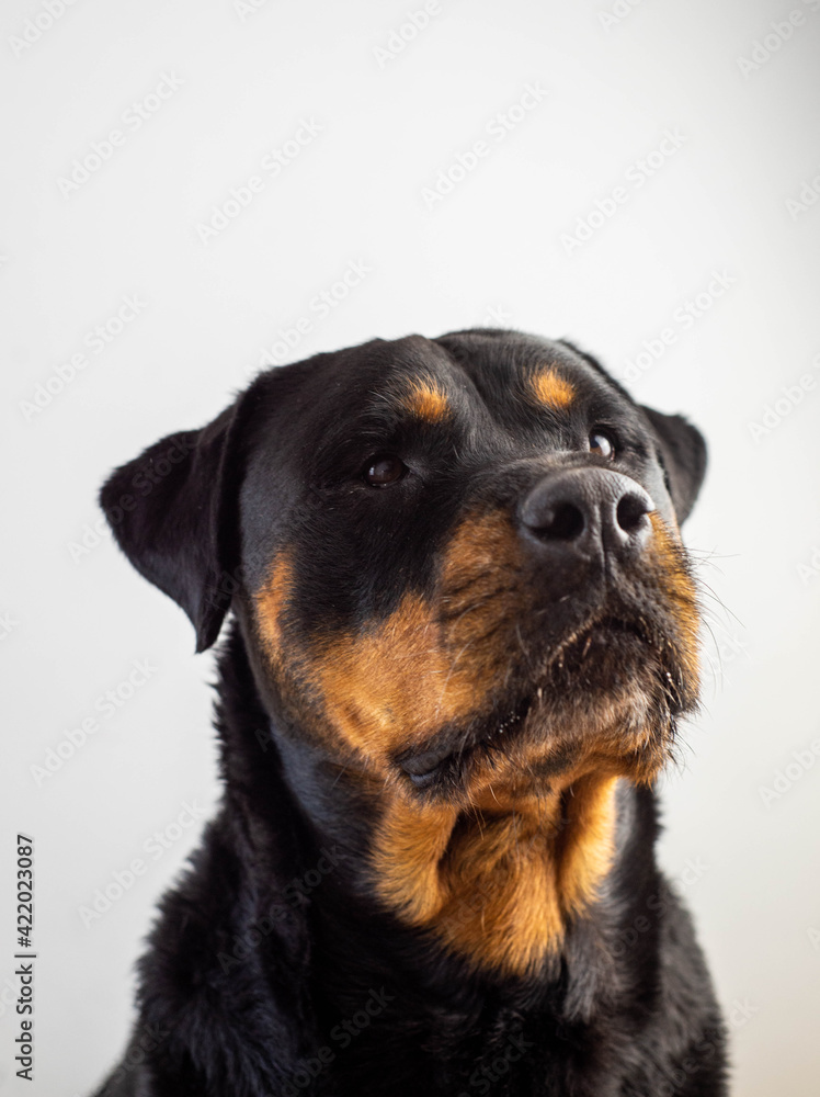Un gran ejemplar de perro rottweiler hembra para proteccion Un gran ejemplar de perro rottweiler hembra para proteccion