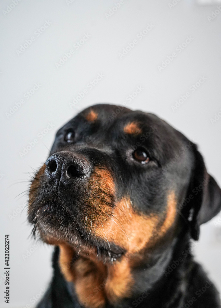 Fototapeta premium Un gran ejemplar de perro rottweiler hembra para proteccion