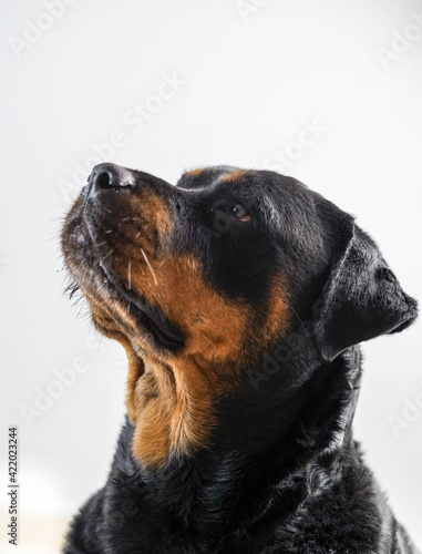 Un gran ejemplar de perro rottweiler hembra para proteccion