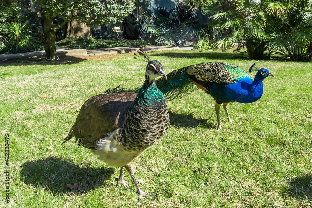 Fototapeta premium A pair of peacocks close up in a free stroll in the park