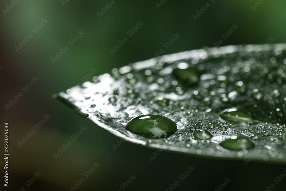 Closeup view of beautiful green leaf with dew drops Closeup view of beautiful green leaf with dew drops
