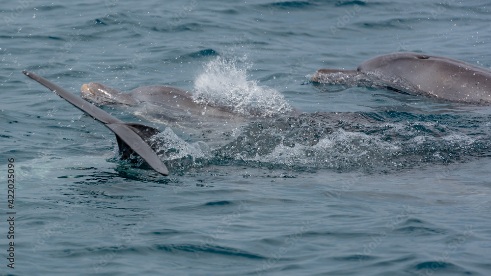 Obraz premium Playfull Dolphins in Kisite in Diani