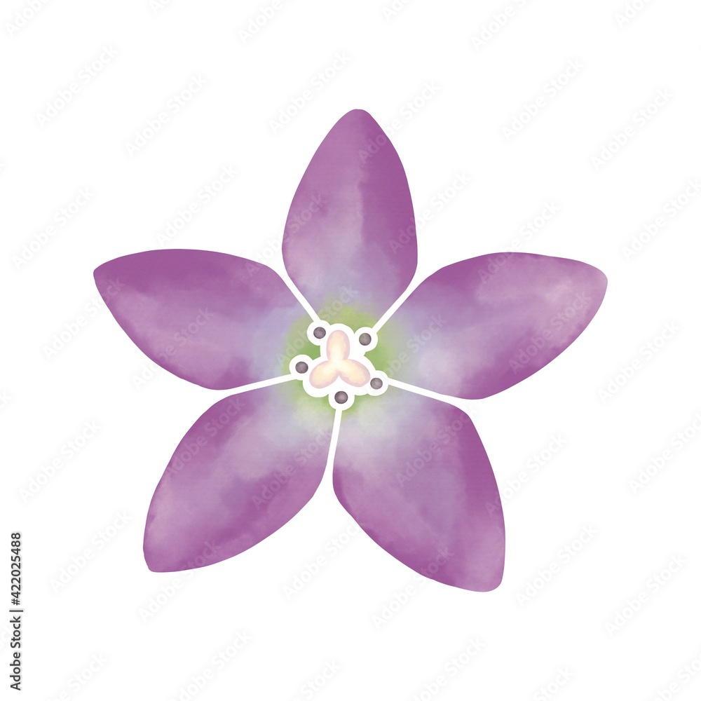 水彩風　淡い紫色の桔梗の花