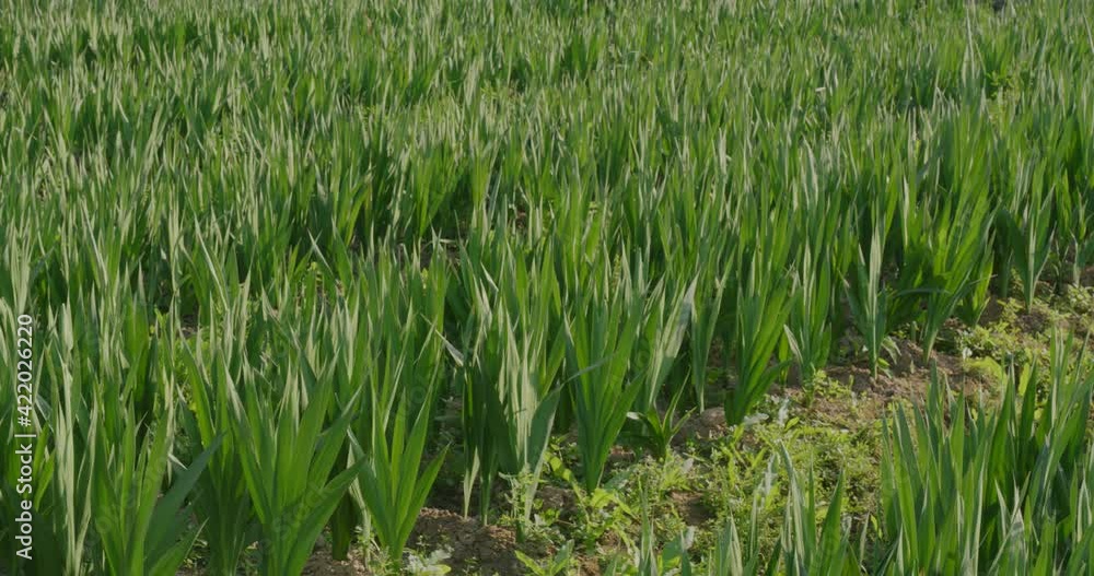 Gladiolus farm without flower in countryside Gladiolus farm without flower in countryside