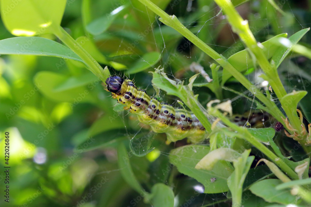 Box tree moth Cydalima perspectalis caterpillars in the garden on common box. The box tree caterpillars quickly destroy entire shrubs in the gardens. Box tree moth Cydalima perspectalis caterpillars in the garden on common box. The box tree caterpillars quickly destroy entire shrubs in the gardens.