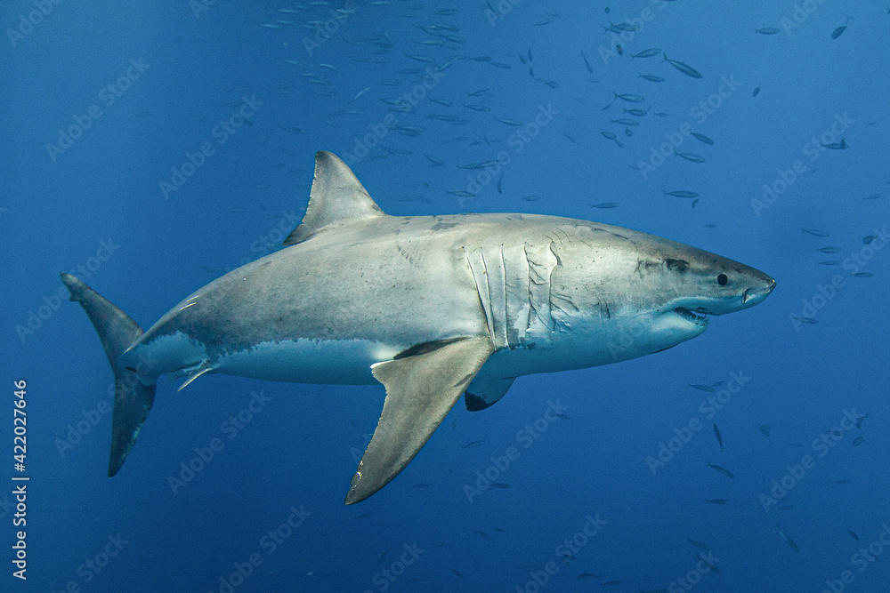 Naklejka premium Great white shark