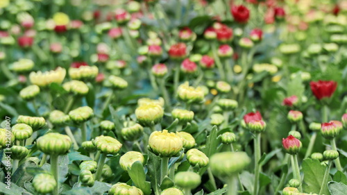 Selective focus image. Chrysanthemum that is not yet blooming Outdoor gardening Blooming naturally On a blurred background