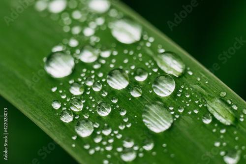 Drops on the leaf after the rain 
