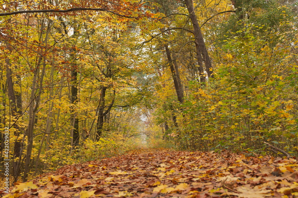 Fototapeta premium park