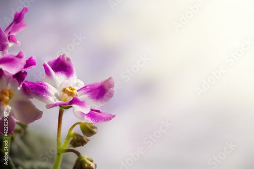 beautiful home-made violet flowers on a delicate blurred background