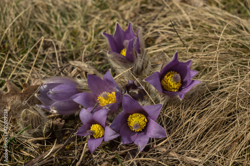 pasque (Pulsatilla grandis) in Medlanky hills Brno city, Czech Republic