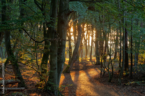 Fototapeta Naklejka Na Ścianę i Meble -  Lichtstimmung am Abend am Darßer Weststrand, Nationalpark Vorpommersche Boddenlandschaft, Mecklenburg Vorpommern, Deutschland