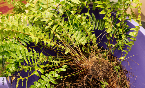 Roots and leaves of indoor houseplant fern in a bucket of soil