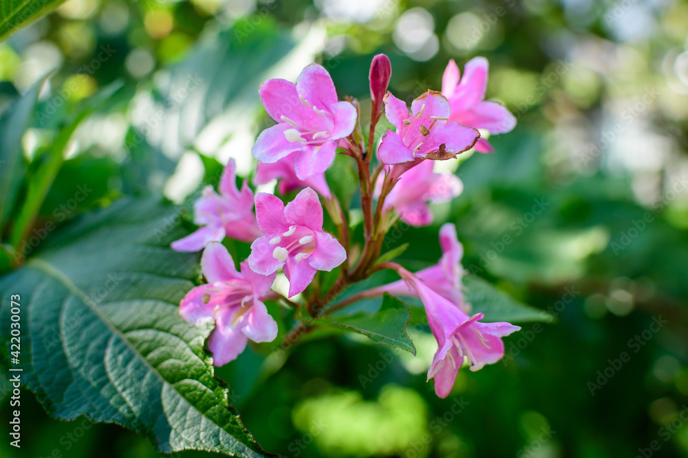 Many vivid pink magenta flowers of Weigela florida plant with flowers in full bloom in a garden in a sunny spring day, beautiful outdoor floral background photographed with soft focus. Many vivid pink magenta flowers of Weigela florida plant with flowers in full bloom in a garden in a sunny spring day, beautiful outdoor floral background photographed with soft focus.