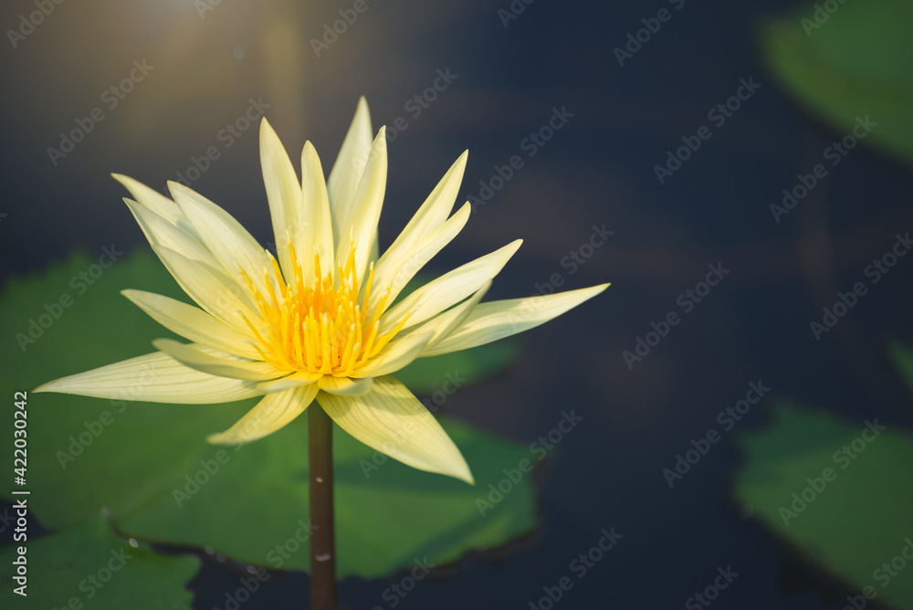 yellow lotus flower blossom or water lily blooming in pond with sunlight in garden outdoor nature.