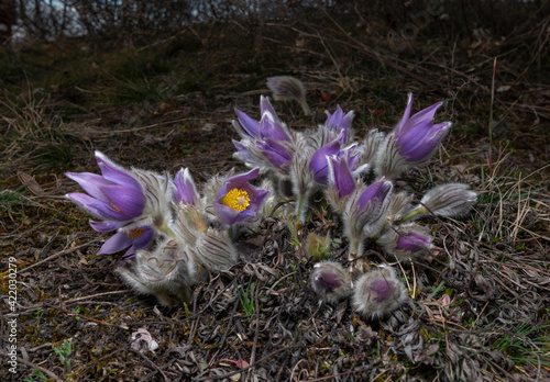 pasque (Pulsatilla grandis) in Medlanky hills Brno city, Czech Republic