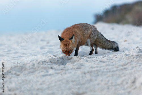 Rotfuchs, Vulpes vulpes, am Darßer Weststrand, Nationalpark Vorpommersche Boddenlandschaft, Mecklenburg Vorpommern, Deutschland photo