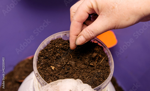 lanting the prepared seeds in the pot with soil for future seedlings