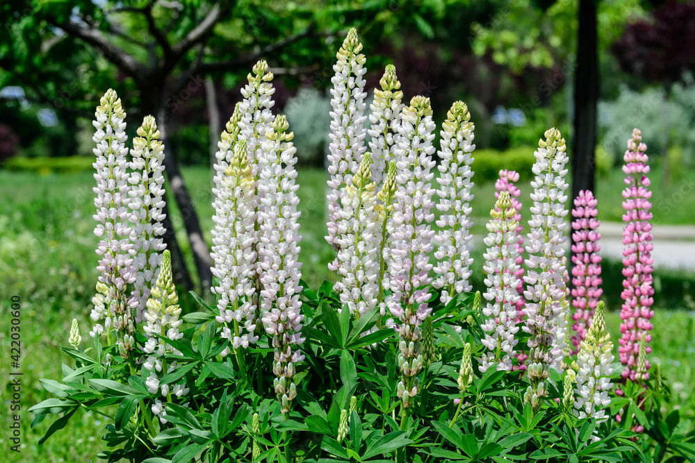 Many white flowers of Lupinus, commonly known as lupin or lupine, in full bloom and green grass in a sunny spring garden, beautiful outdoor floral background photographed with soft focus. Many white flowers of Lupinus, commonly known as lupin or lupine, in full bloom and green grass in a sunny spring garden, beautiful outdoor floral background photographed with soft focus.