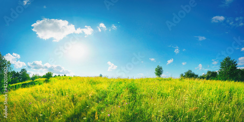 Fototapeta Naklejka Na Ścianę i Meble -  Beautiful summer natural  landscape. Green grass in meadow on background blue sky with clouds and sun on warm summer day. Bright colorful image of nature.