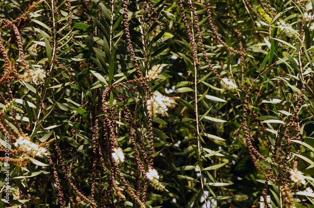 Melaleuca cajuputi flower, leaves and seeds, commonly known as cajuput