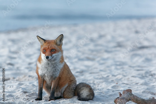 Rotfuchs, Vulpes vulpes, am Darßer Weststrand, Nationalpark Vorpommersche Boddenlandschaft, Mecklenburg Vorpommern, Deutschland photo