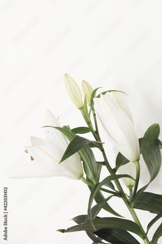 beautiful white fresh lily flower close up
