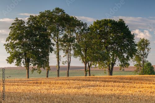 Fototapeta Naklejka Na Ścianę i Meble -  View of the Masurian fields.