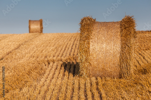 Fototapeta Naklejka Na Ścianę i Meble -  View of the Masurian fields.