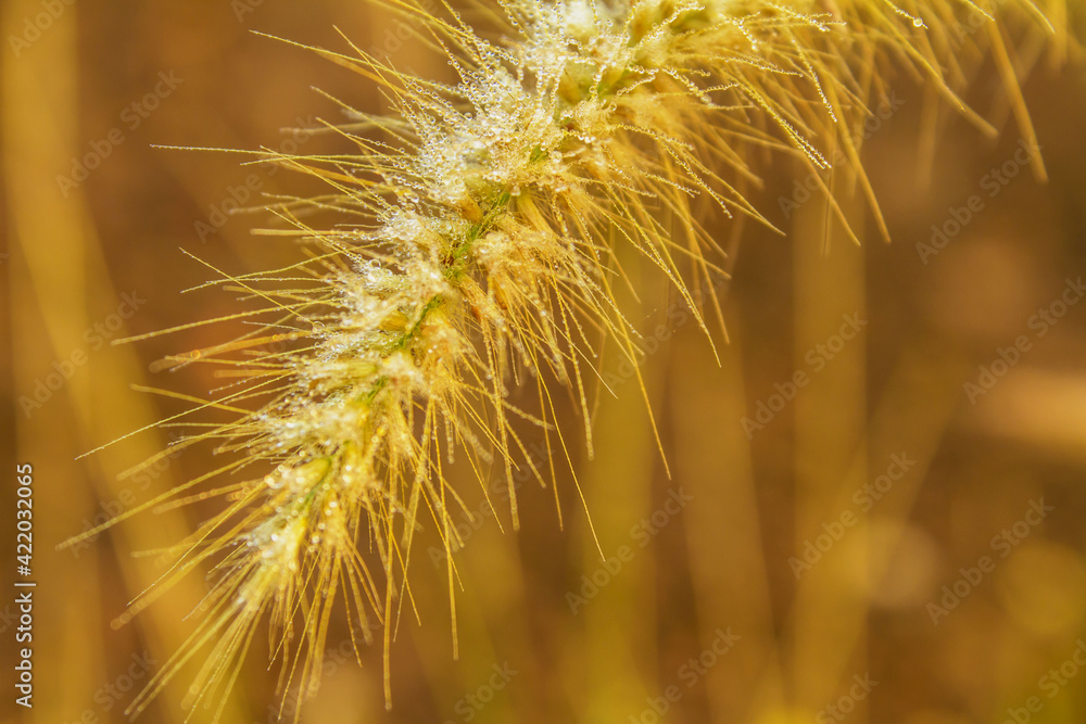 Obraz premium Grass flowers 