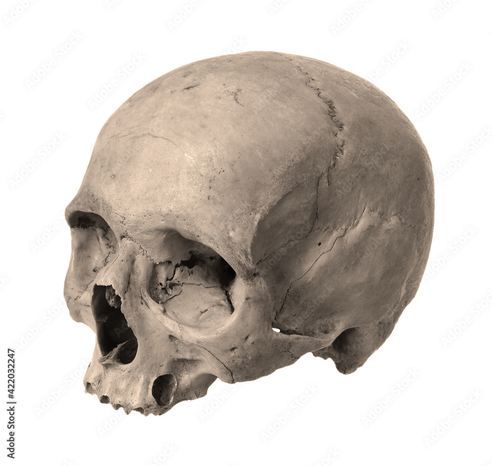Human skull on a white background. Human skull on a white background.