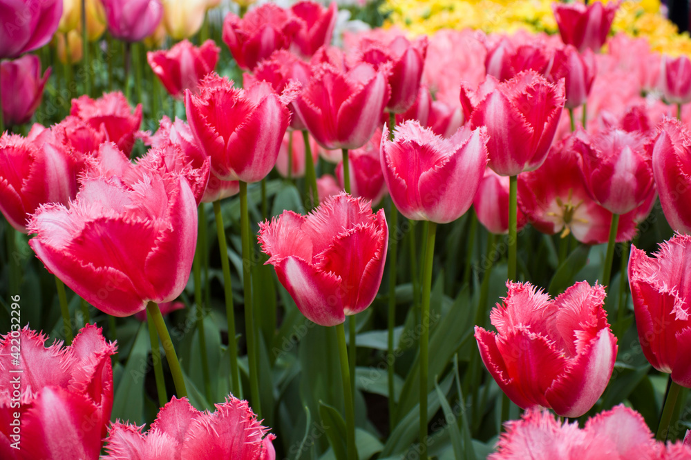 Fototapeta premium Glade of colorful spring flowers in Holland, Amsterdam, Netherlands. Blue, garden with colorful tulips