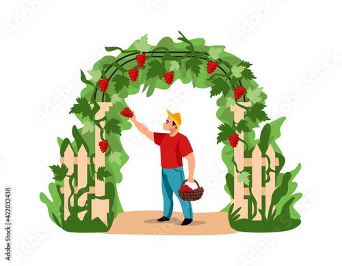 Harvesting. Cartoon man picking grapes. Character holding basket full of berries. Agricultural worker caring of vineyard. Plants entwined wooden arch in garden. Vector countryside scene
