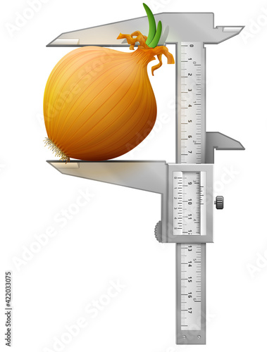 Vertical caliper measures common onion. Concept of shallot bulb and measuring tool. Vector illustration for agriculture, food service, cooking, gastronomy, olericulture, etc