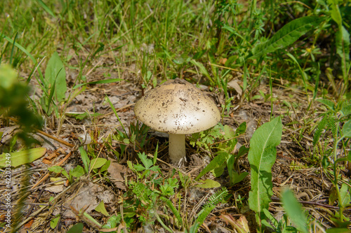 One mushroom with a hat on the ground among herbs