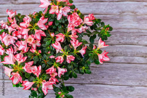Blooming pink azalea on wooden background. Top view